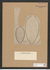 Surirella guatimalensis Ehr. (de-Toni-Nr.: Genus 53, Species 2270) Zeichnungen Sammlung Grunow Nr. 4697 (NHMW-BOT-W0372780)